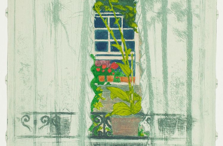 A sketch of a window with translucent curtains looking out on a wrought iron balcony with a large green plant
